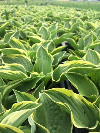 Hosta fortunei 'Aureomarginata' P9 - afbeelding 1