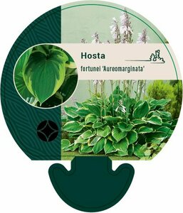 Hosta fortunei 'Aureomarginata' P9 - afbeelding 6