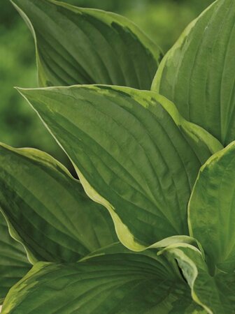 Hosta fortunei 'Aureomarginata' P9 - afbeelding 2