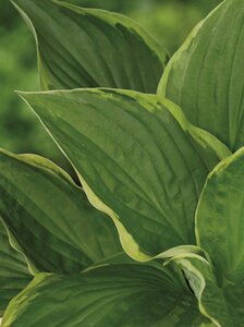 Hosta fortunei 'Aureomarginata' P9 - afbeelding 2