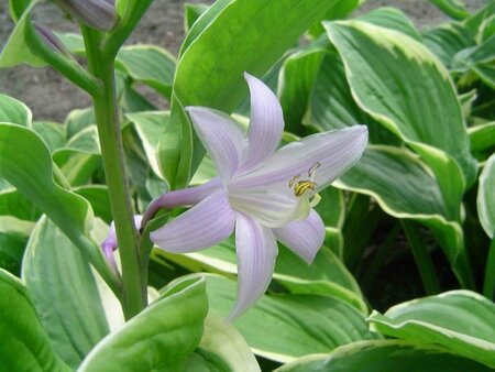 Hosta fortunei 'Aureomarginata' P9 - afbeelding 3