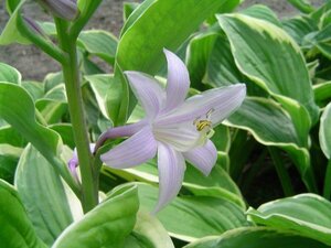 Hosta fortunei 'Aureomarginata' P9 - afbeelding 3