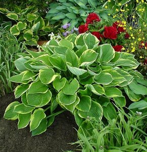 Hosta fortunei 'Aureomarginata' P9 - afbeelding 4