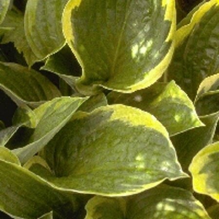Hosta fortunei 'Aureomarginata' P9 - afbeelding 5