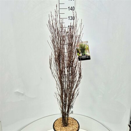 Frangula alnus 'Fine Line' 150/175 C. - afbeelding 1