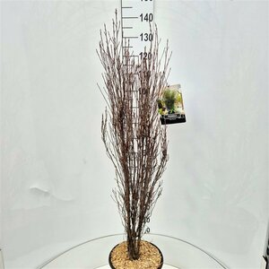 Frangula alnus 'Fine Line' 150/175 C.