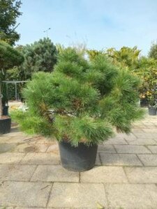 Pinus nigra Brepo ST. 120 C.