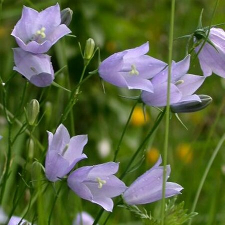 Campanula rotundifolia P9 - afbeelding 2