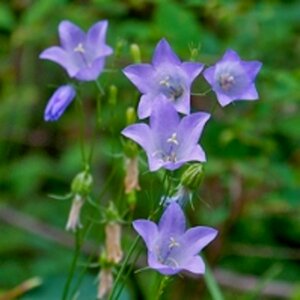 Campanula rotundifolia P9 - afbeelding 3