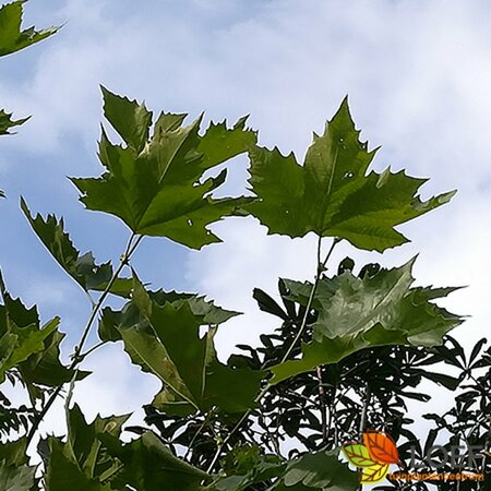 Platanus hispanica ST. 225 14-16 C. Dak - afbeelding 1