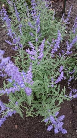 Perovskia atripl. Lacey Blue P9 - afbeelding 5