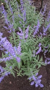 Perovskia atripl. Lacey Blue P9 - afbeelding 5