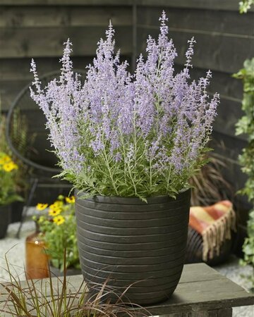 Perovskia atripl. Lacey Blue P9 - afbeelding 4