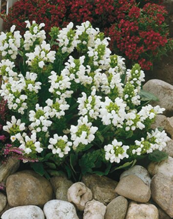 Prunella grandiflora 'Alba' P9 - afbeelding 2