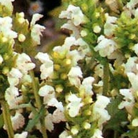 Prunella grandiflora 'Alba' P9 - afbeelding 3