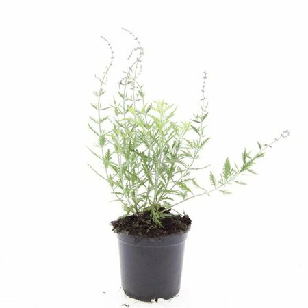 Perovskia 'Blue Spire' 40/50 C. - afbeelding 4