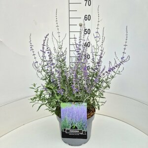 Perovskia 'Blue Spire' 40/50 C. - afbeelding 8