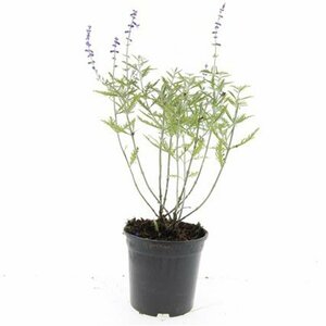Perovskia 'Blue Spire' 40/50 C. - afbeelding 5