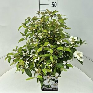 Viburnum plicatum 'Watanabe' 60/80 C. - afbeelding 3