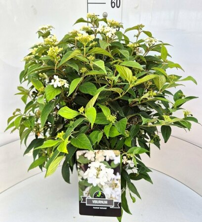 Viburnum plicatum 'Watanabe' 60/80 C. - afbeelding 4