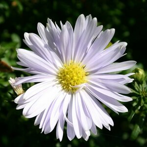 Aster n.-b. 'Porzellan' P9 - afbeelding 1