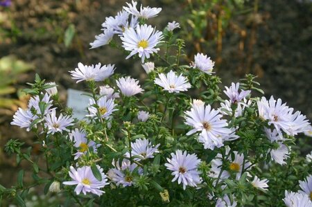 Aster n.-b. 'Porzellan' P9 - afbeelding 3