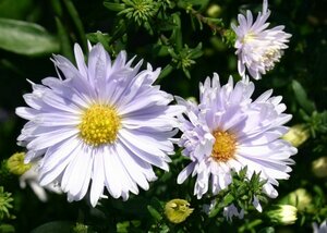 Aster n.-b. 'Porzellan' P9 - afbeelding 4