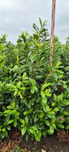 Prunus laurocerasus 'Novita' ST. 150 12-14 C. Lei - afbeelding 5
