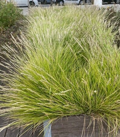 Sesleria autumnalis C5 - afbeelding 1
