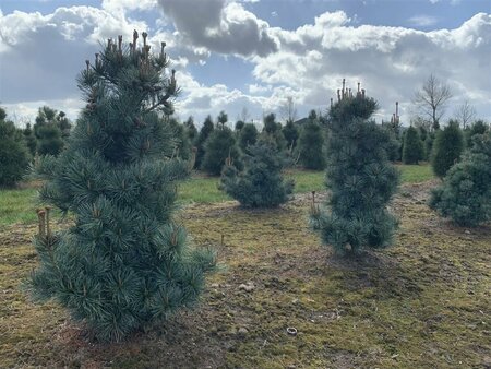Pinus parv. 'Negishi' 50/60 KL. - afbeelding 4