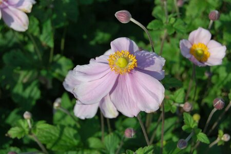 Anemone hyb. 'Loreley' P9 - afbeelding 1