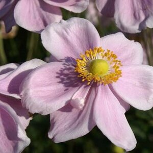 Anemone hyb. 'Loreley' P9 - afbeelding 2