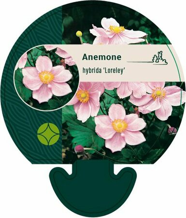 Anemone hyb. 'Loreley' P9 - afbeelding 6