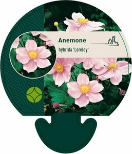 Anemone hyb. 'Loreley' P9 - afbeelding 6