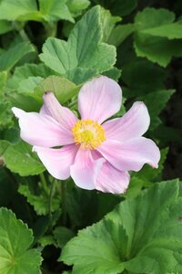 Anemone hyb. 'Loreley' P9 - afbeelding 4