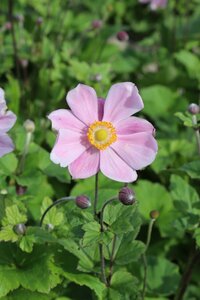 Anemone hyb. 'Loreley' P9 - afbeelding 5