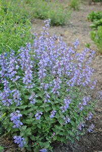 Nepeta 'Purssian Blue'  P9 - afbeelding 3