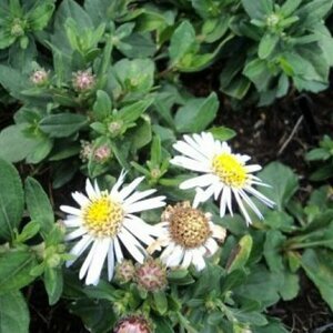 Aster ageratoides 'Asmo' P9 - afbeelding 3