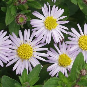 Aster ageratoides 'Asmo' P9 - afbeelding 4