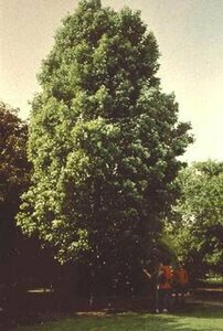 Acer rubrum 18-20 C. - afbeelding 1