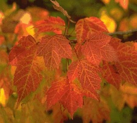 Acer rubrum 18-20 C. - afbeelding 2