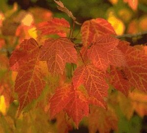 Acer rubrum 18-20 C. - afbeelding 2