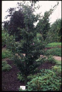 Fagus sylvatica 'Aspleniifolia' 225/250 C. Solitair