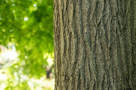 Sophora japonica 'Pendula' ST. 225 14-16 C.  - afbeelding 2