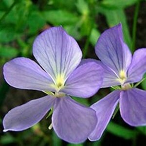 Viola cornuta 'Boughton Blue' P9 - afbeelding 3