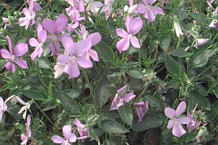 Viola cornuta 'Boughton Blue' P9 - afbeelding 1