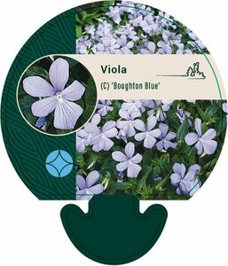 Viola cornuta 'Boughton Blue' P9 - afbeelding 2
