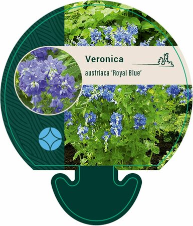 Veronica austr. 'Royal Blue' P9 - afbeelding 3