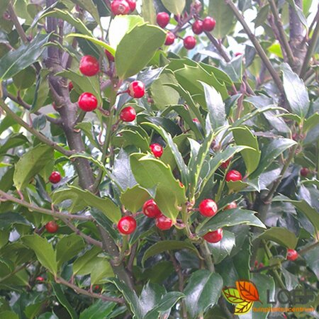 Ilex aquifolium 80/100 KL.