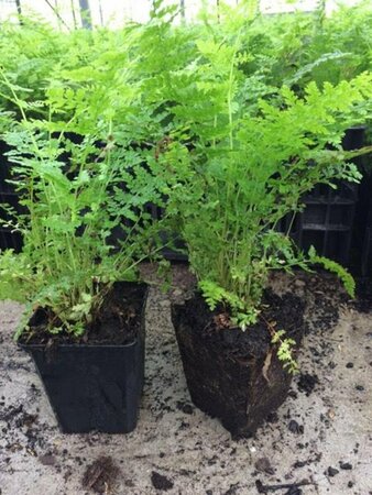 Athyrium filix-femina C2 - afbeelding 9